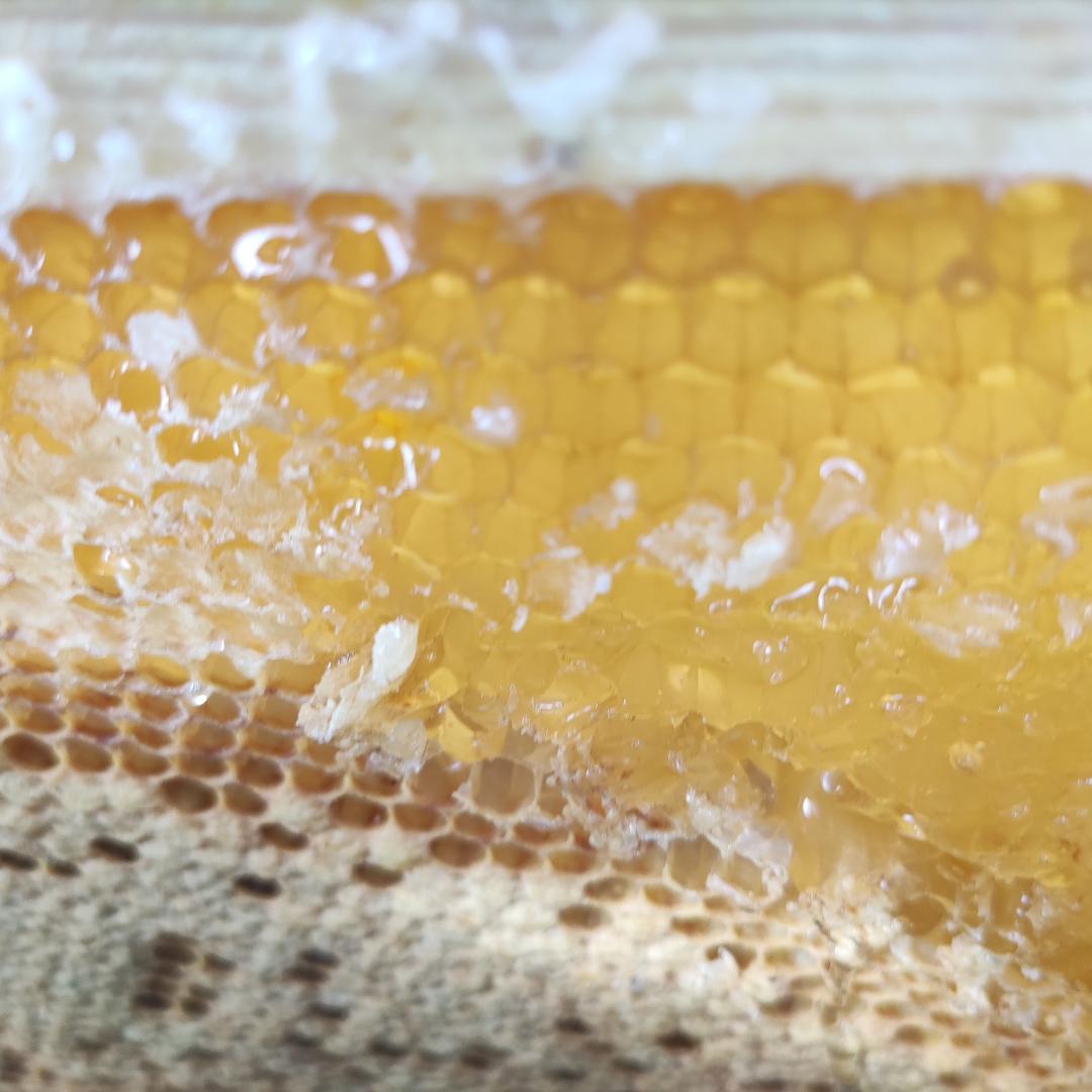 ✡️アカシア蜂蜜５本&レンゲ蜂蜜蜜５本　生はちみつ　非加熱ハチミツ