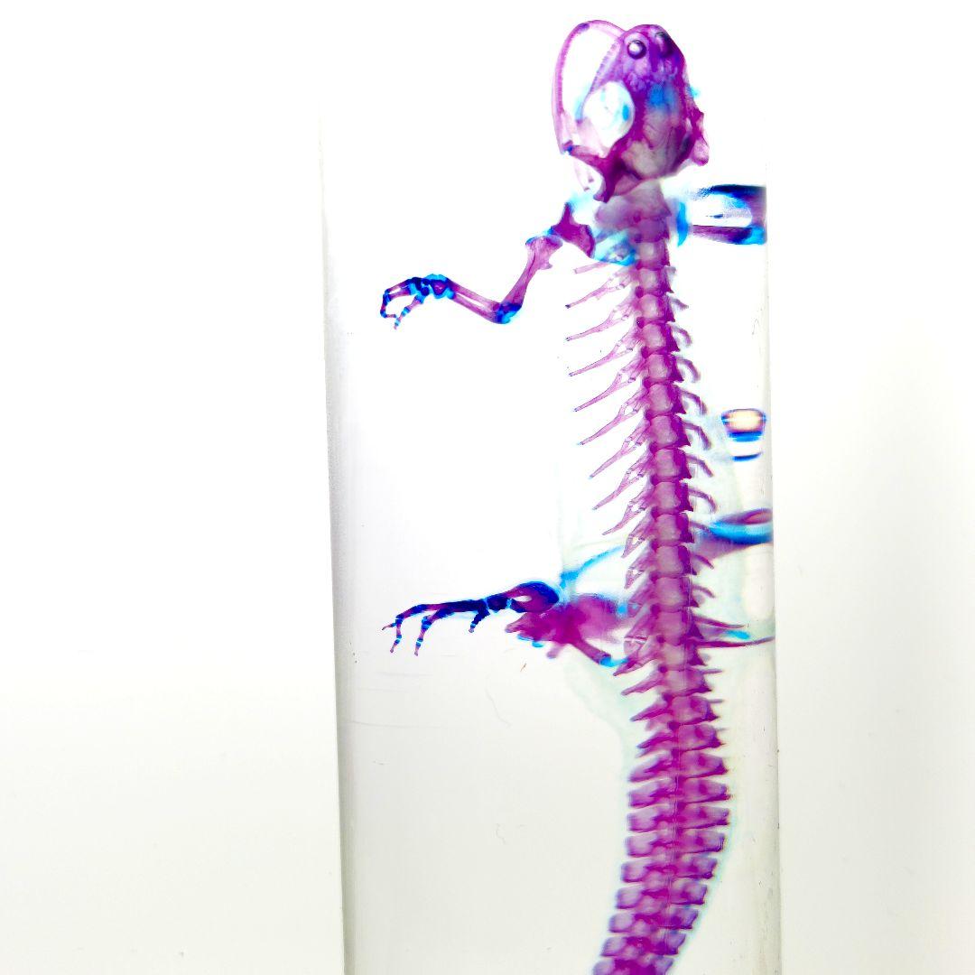 極美品【1点物】透明骨格標本 アカハライモリ③ 8-9cm 50ml