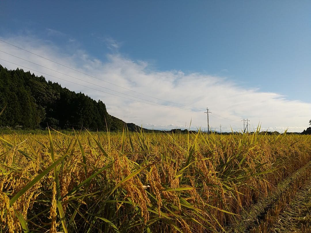 【新米】令和7年産　新潟県産　岩船産　コシヒカリ 10kg