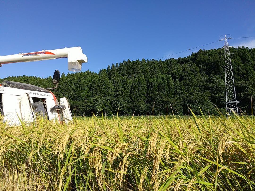 【新米】令和7年産　新潟県産　岩船産　コシヒカリ 10kg