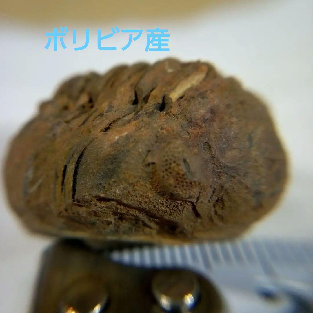 三葉虫　化石　三葉虫化石　究極のレトロ　fossil　ボリビア産　化石管理番号⑬