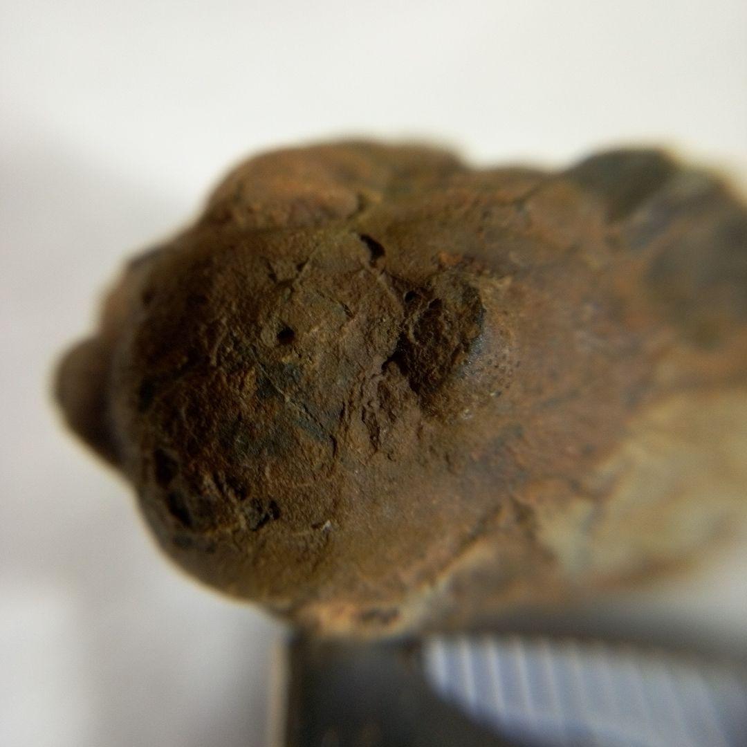 三葉虫　化石　三葉虫化石　究極のレトロ　fossil　ボリビア産　化石管理番号⑬