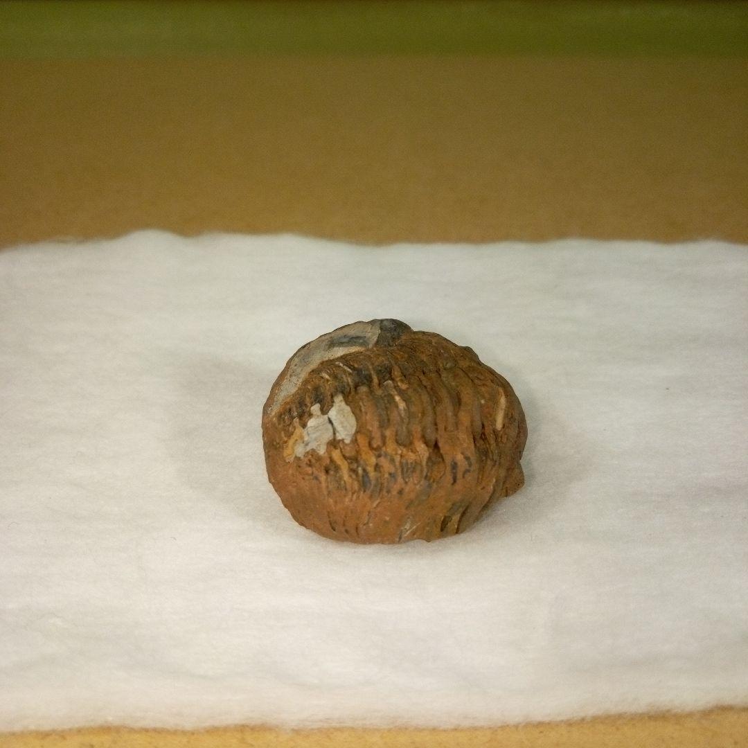 三葉虫　化石　三葉虫化石　究極のレトロ　fossil　ボリビア産　化石管理番号⑬