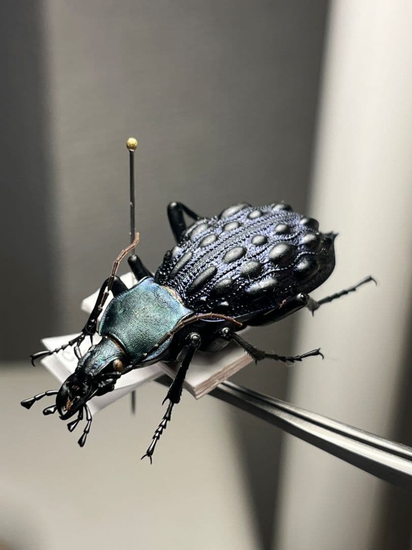 【41mm】Coptolabrus pustuliferイボカブリモドキ標本