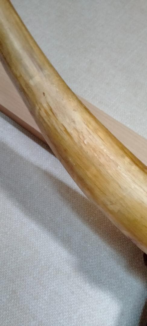 牛の角 壁飾り 盾型