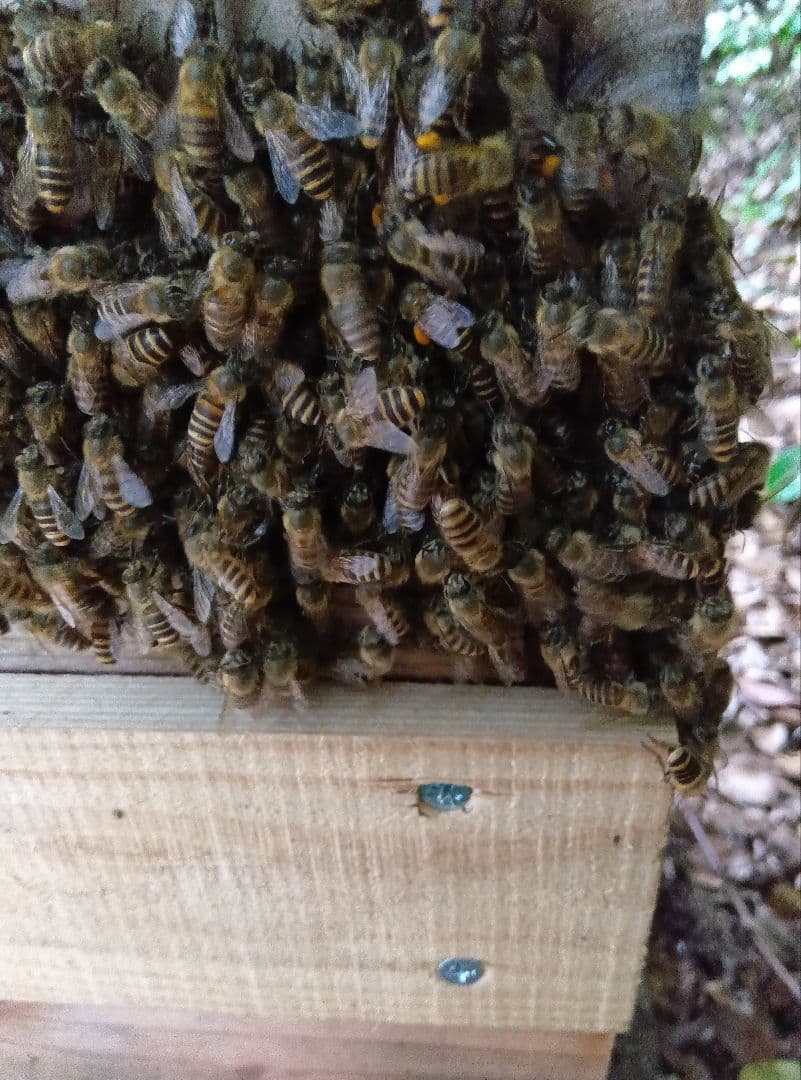 南国土佐の百花蜜　ニホンミツバチはちみつ　無添加　無加工　1170g