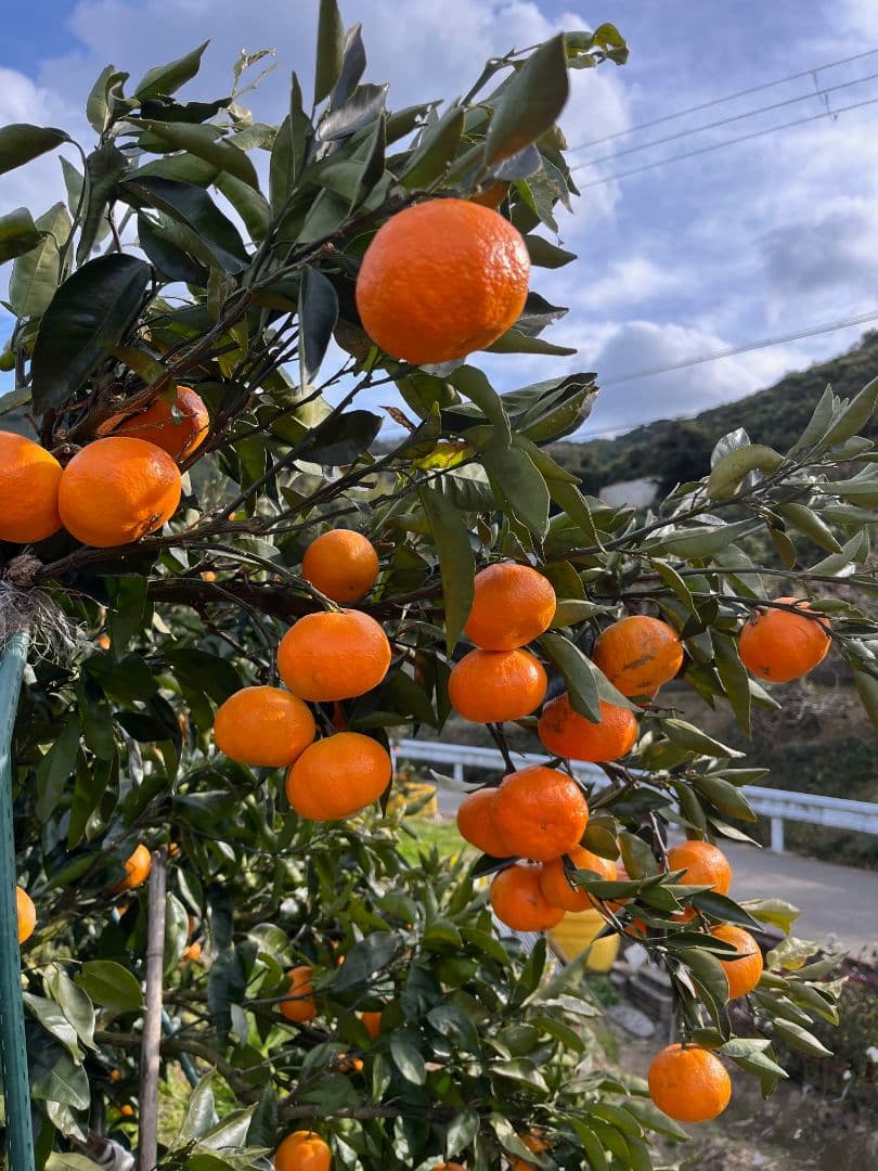 和歌山県由良町産　はるみ　10kg