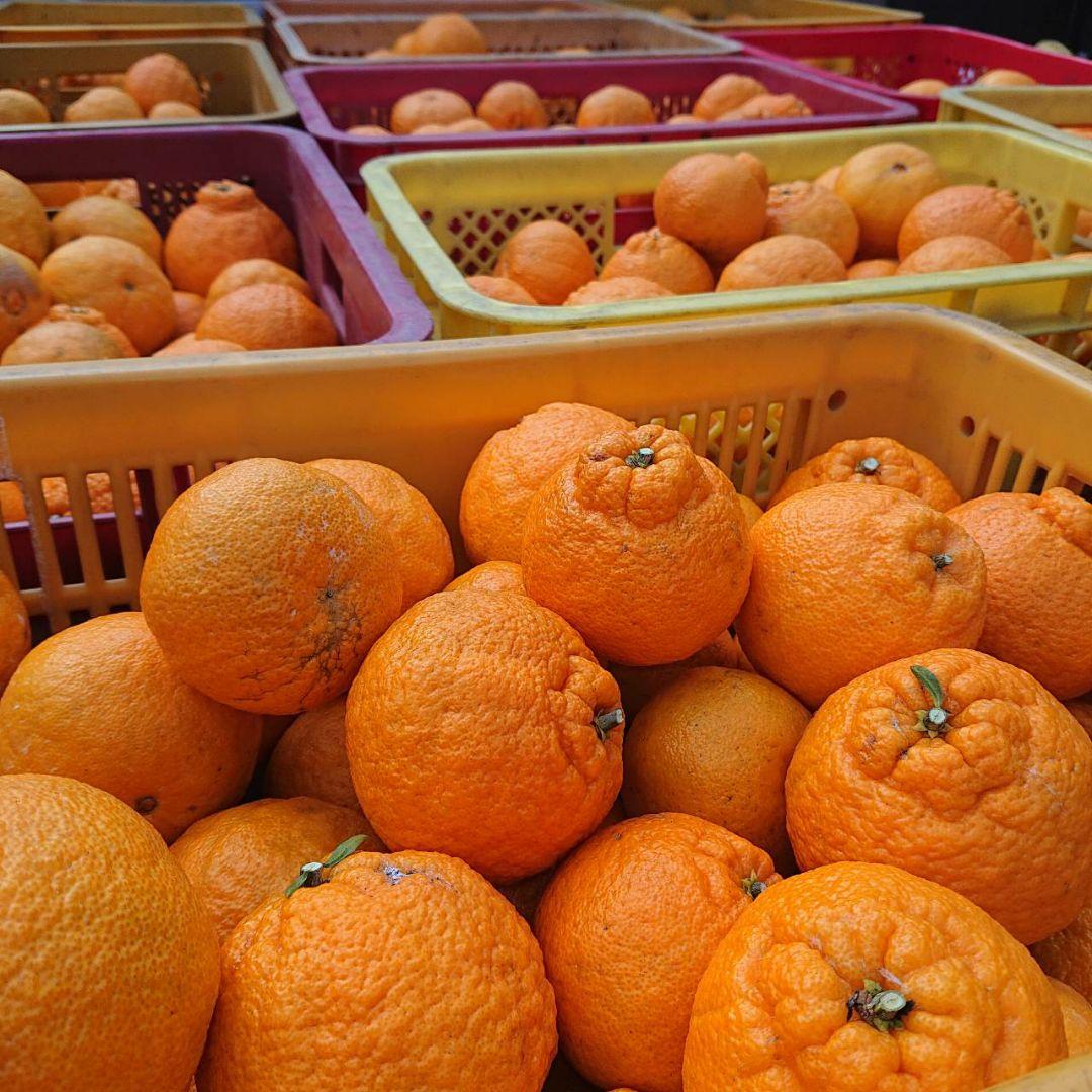 超お得な18kg 熊本産不知火デコポン 味恋みかん