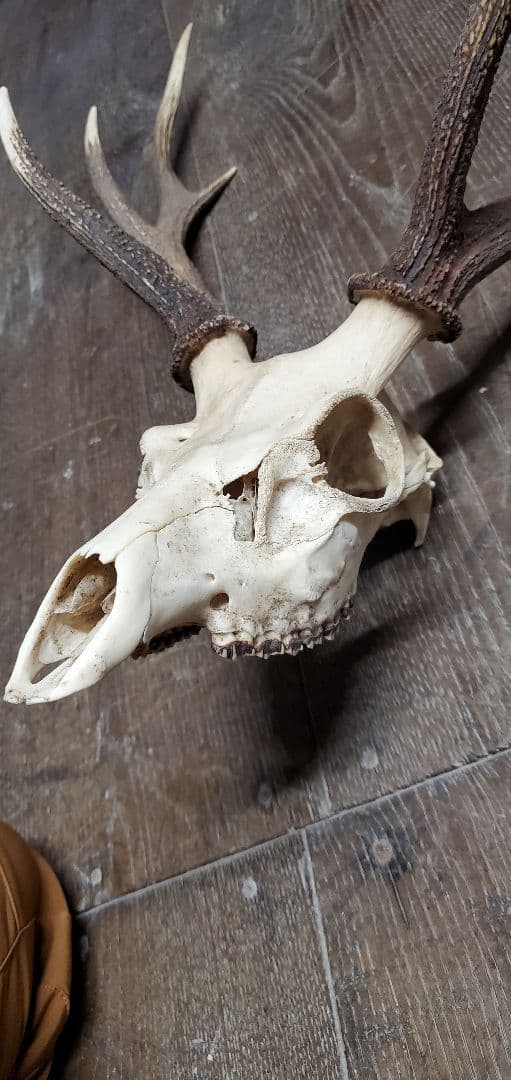 ニホンジカ雄　成獣約80kgの個体　トロフィー