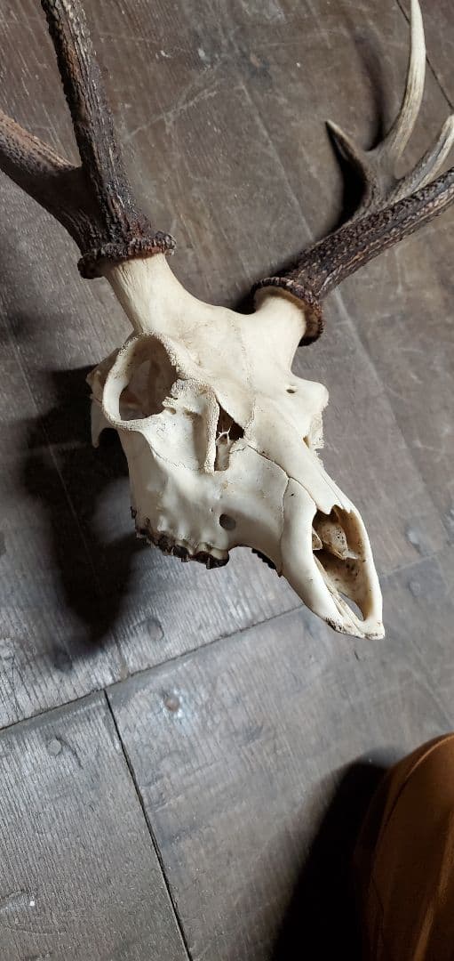 ニホンジカ雄　成獣約80kgの個体　トロフィー