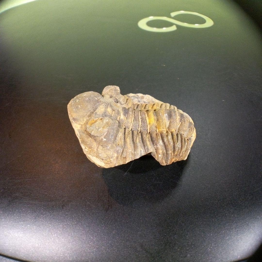 三葉虫　化石　fossil　海　ボリビア産　trilobite　海生動物網②