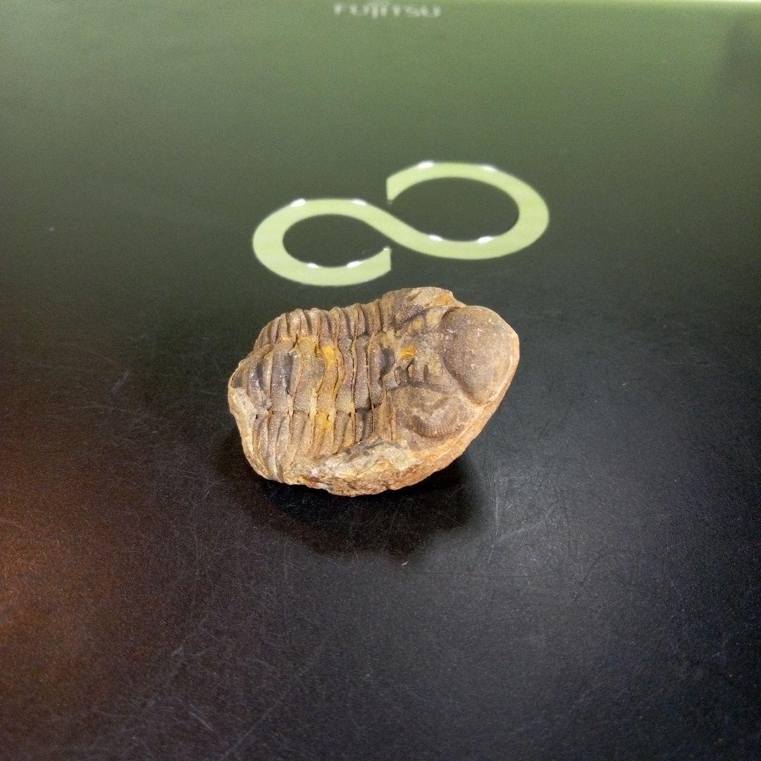 三葉虫　化石　fossil　海　ボリビア産　trilobite　海生動物網②