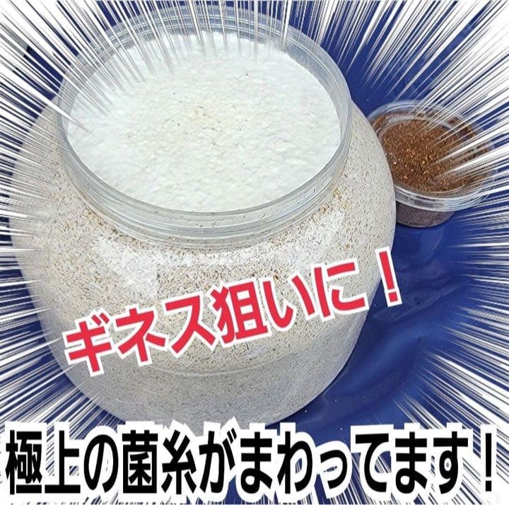 超特大2300ml【3本】ヒマラヤひらたけ菌糸瓶☆90ミリ以上の大型クワガタ専用