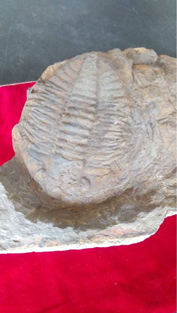 三葉虫化石　化石　古道具　アンティーク　ディスプレイ　オブジェ