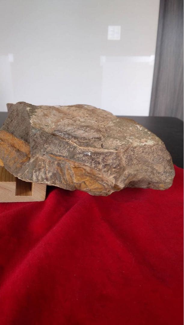 三葉虫化石　化石　古道具　アンティーク　ディスプレイ　オブジェ