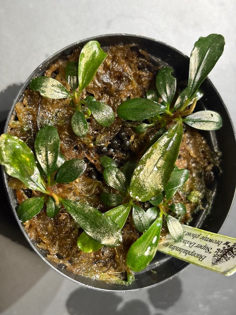 水草 Bucephalandra sp.Super Demos