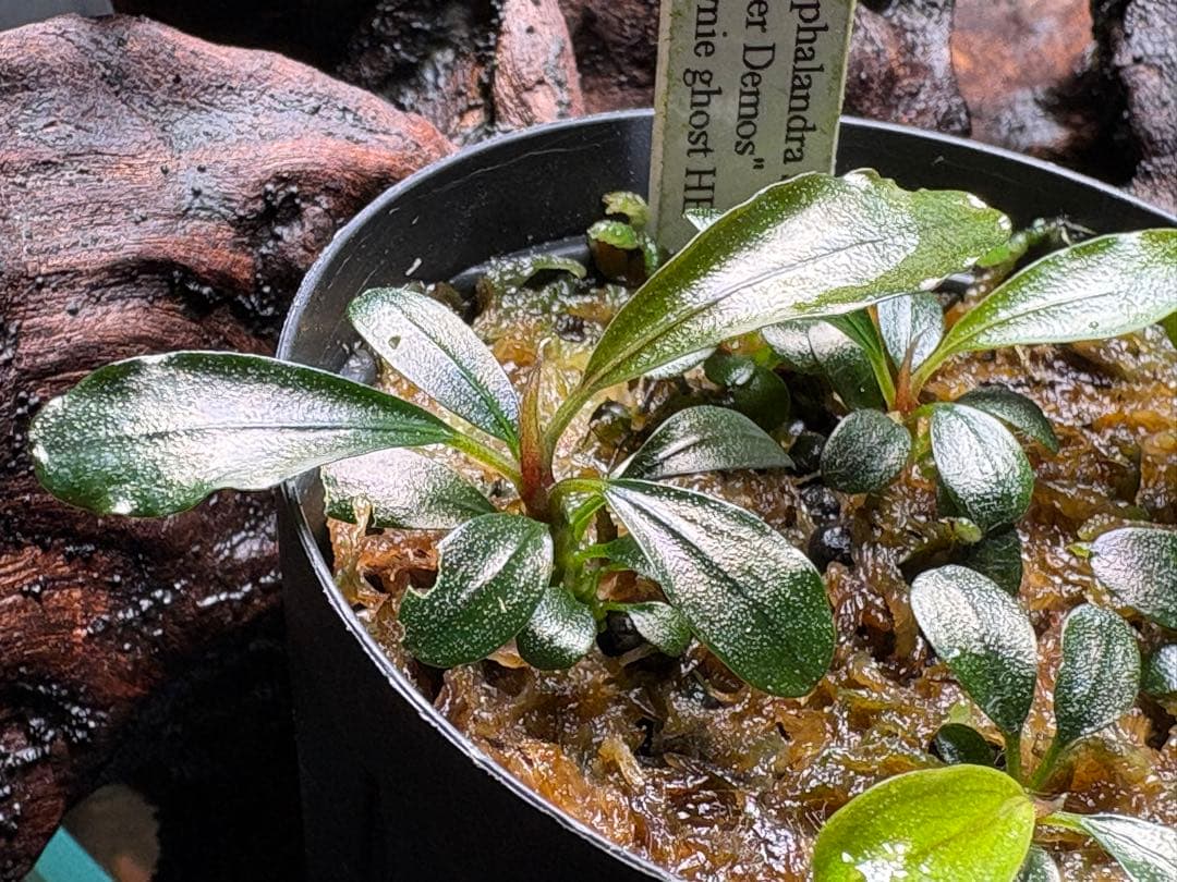 水草 Bucephalandra sp.Super Demos