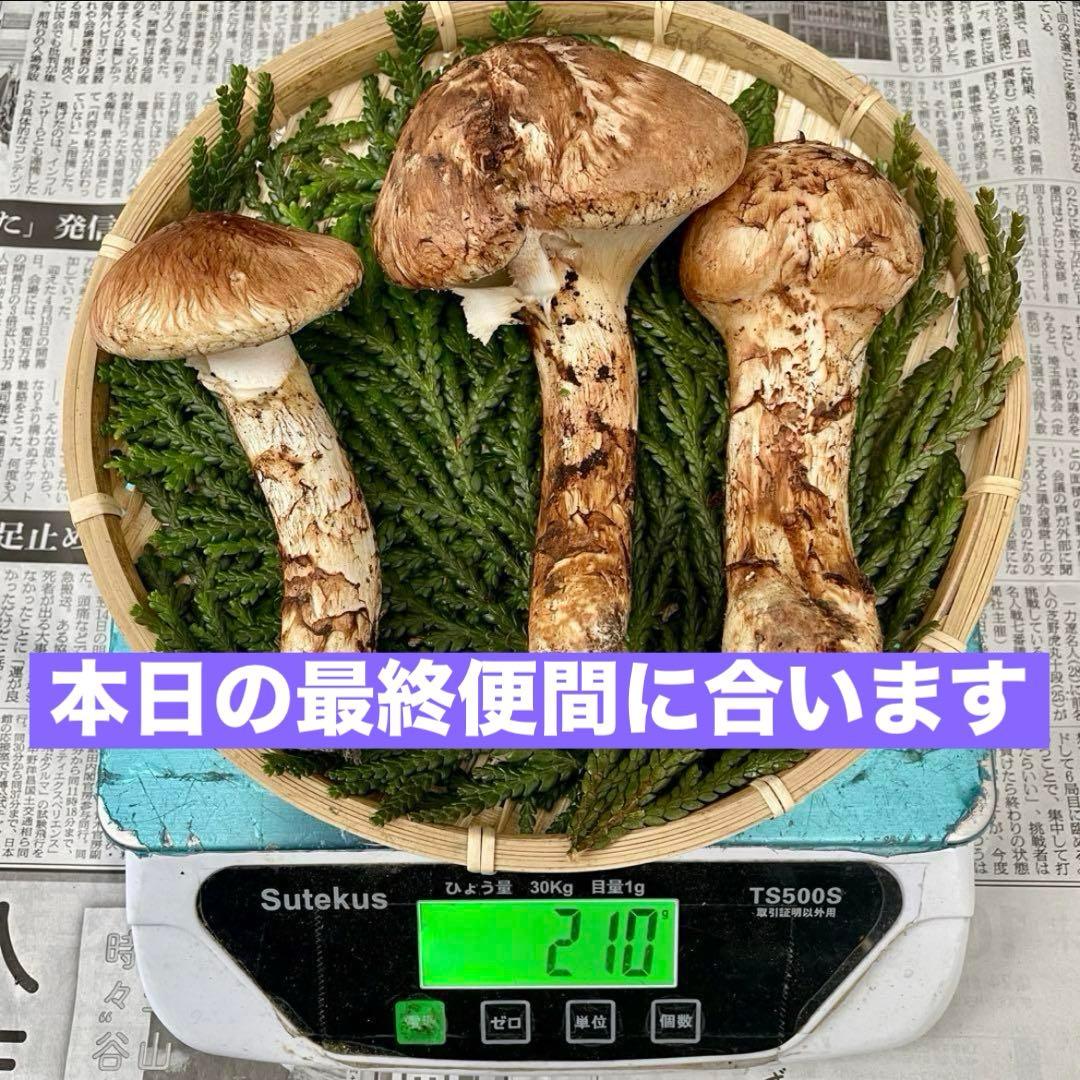 天然きのこ 松茸 国産 マツタケ まつたけ 大自然の凛さん採取その141