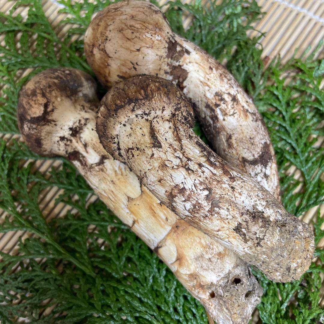 t*i様 広島県産　松茸