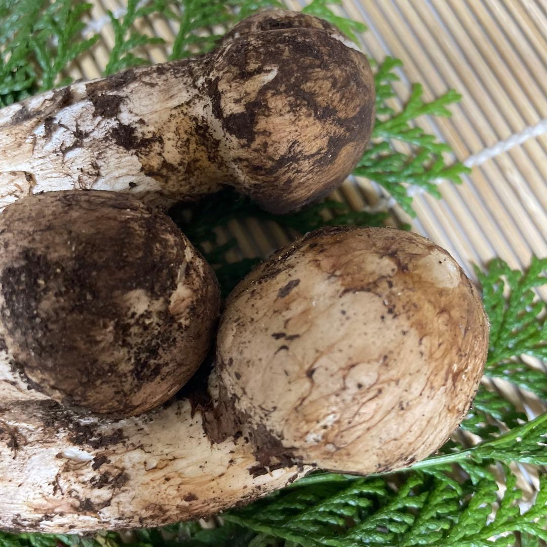 t*i様 広島県産　松茸