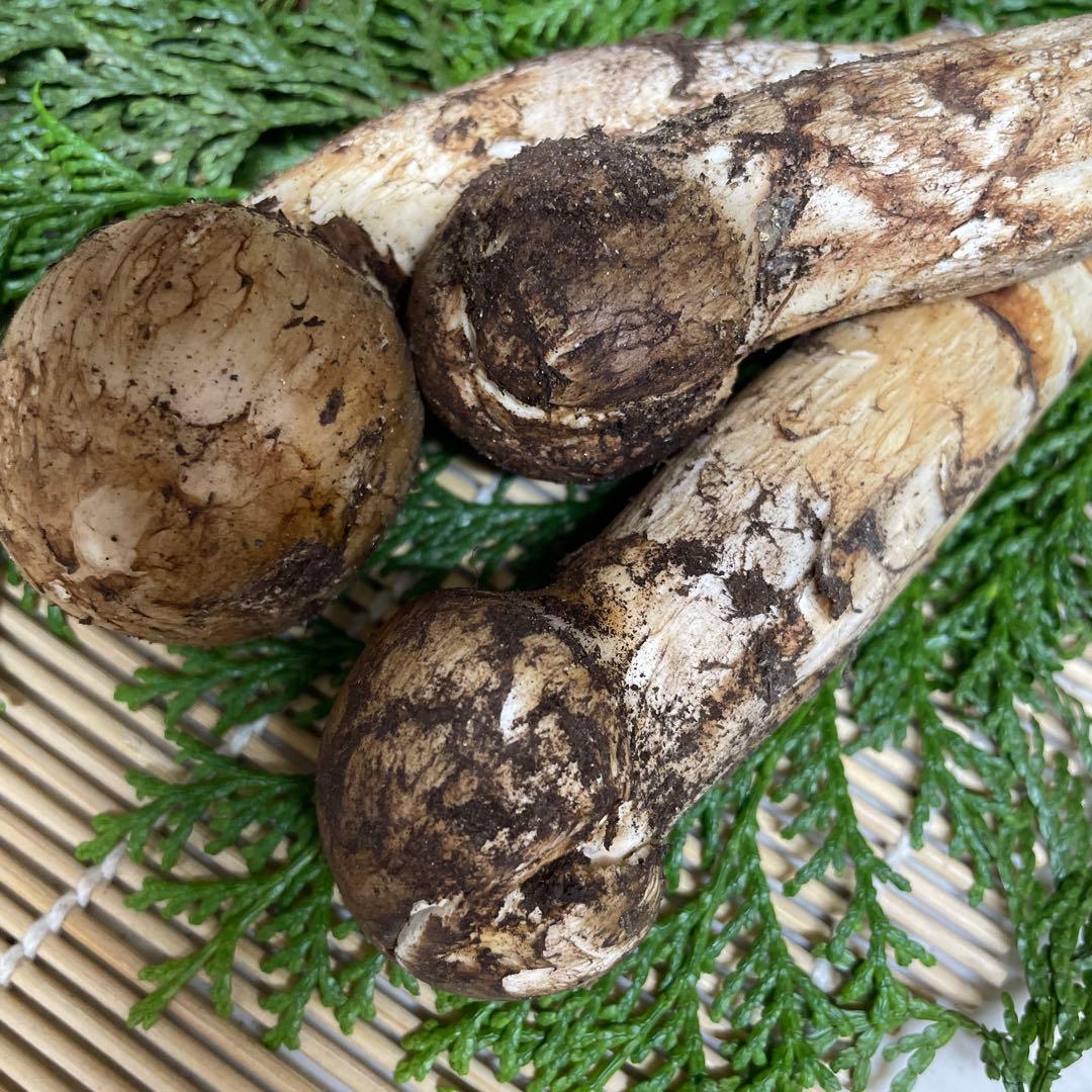 t*i様 広島県産　松茸