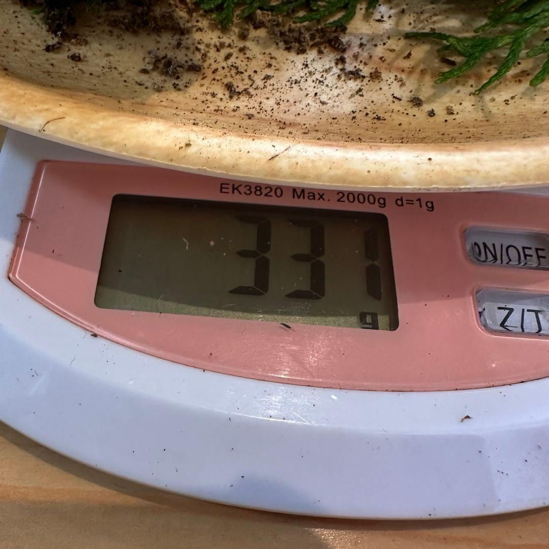 信州産松茸331g【訳あり】