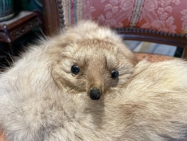 クリーム色のファーコート