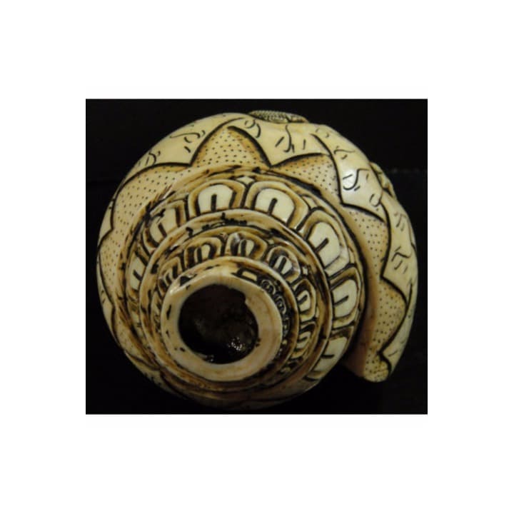 ◆チベット密教法具　法螺貝（シャンカ）シバ神