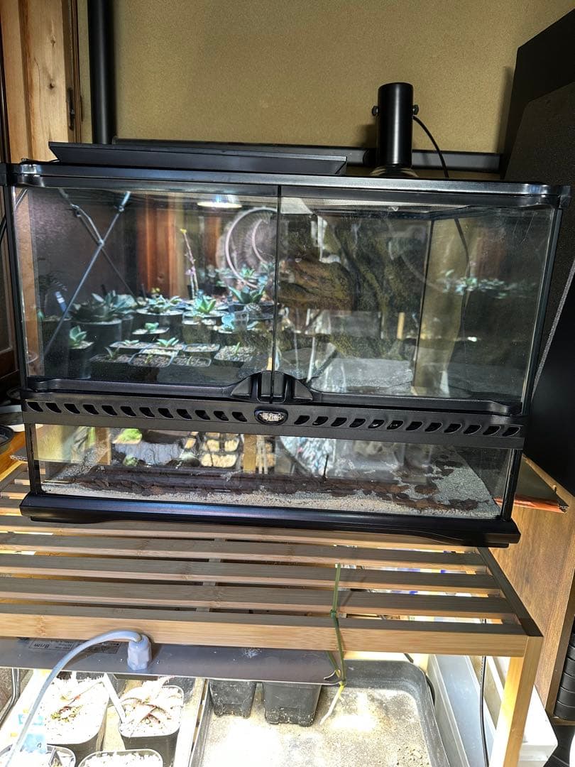 最終価格 爬虫類ケージ セット グラステラリウム他