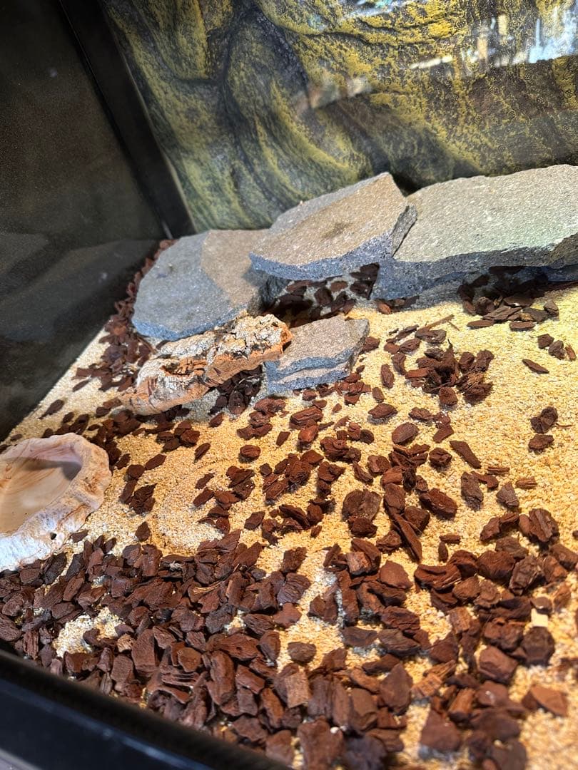 最終価格 爬虫類ケージ セット グラステラリウム他