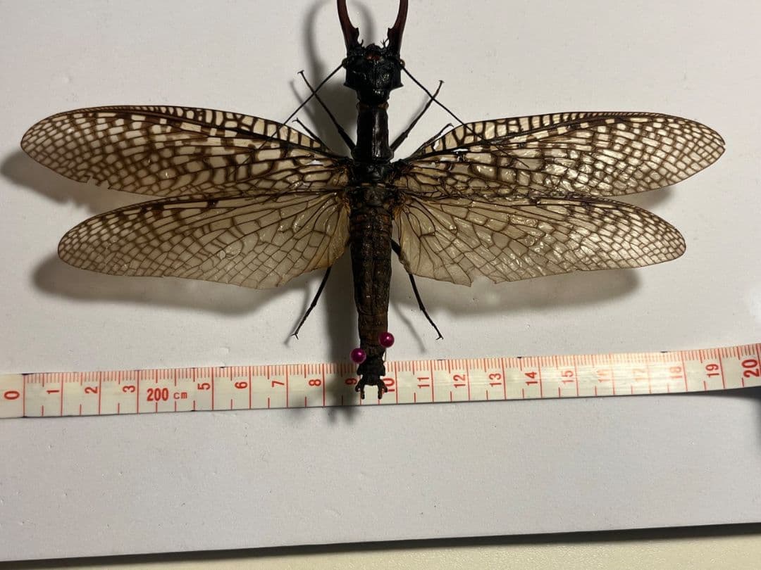 【巨大紅牙】オオキバヘビトンボ オオアゴヘビトンボ 昆虫標本 標本