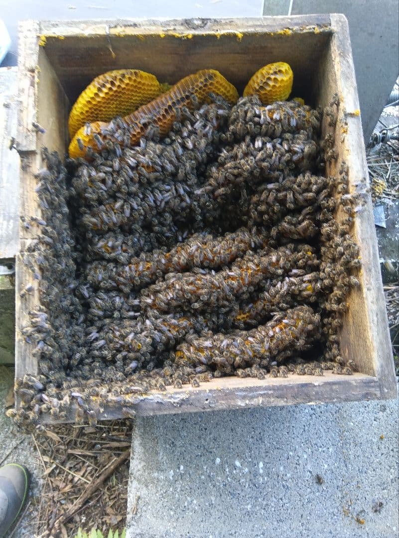 南国土佐の百花蜜　ニホンミツバチ蜂蜜　無添加　無加工　1170g2本