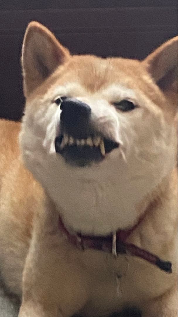 なつのフォトグラム集First