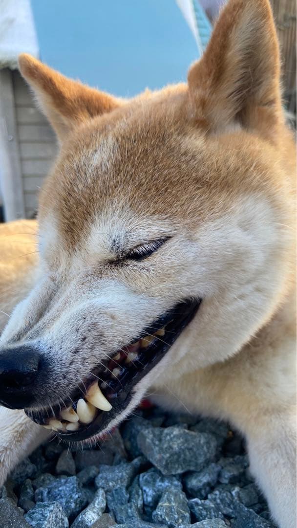 なつのフォトグラム集First