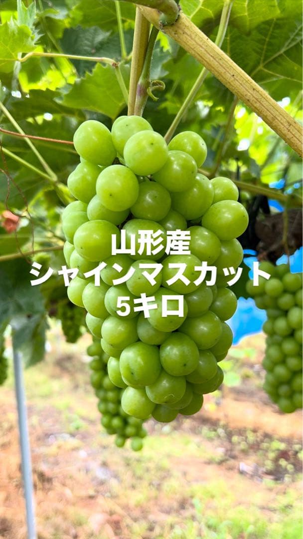 山形産シャインマスカット5キロ　9/21〜23発送