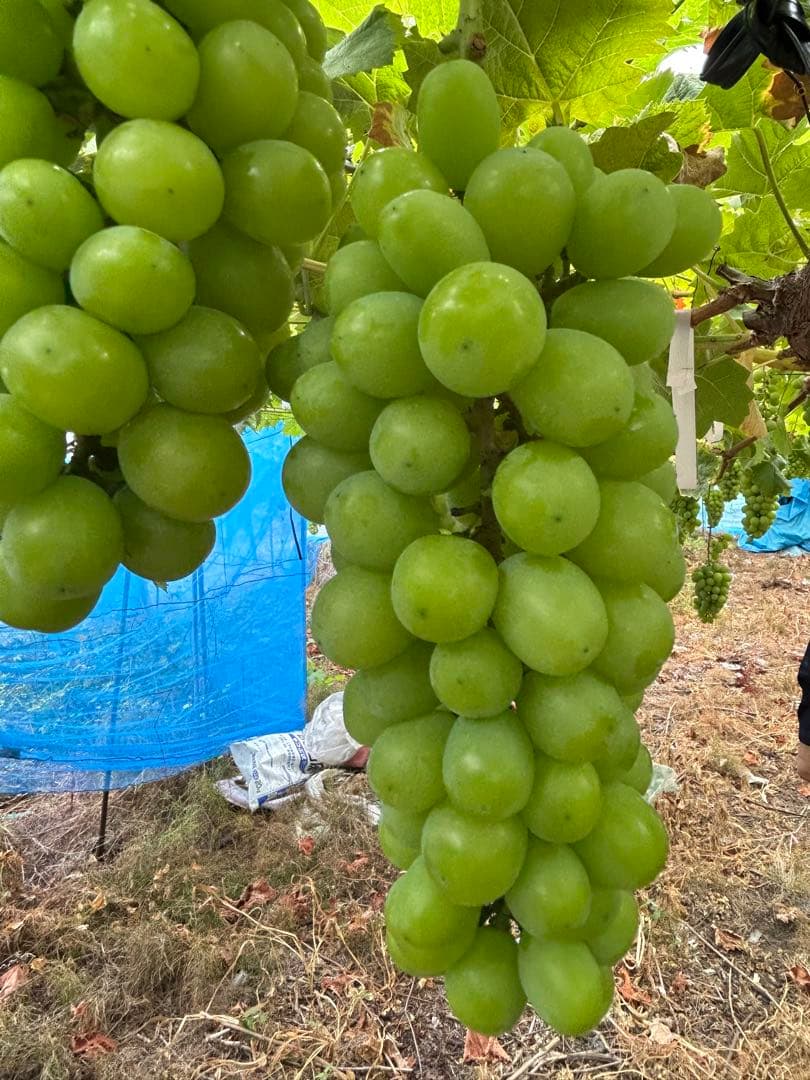 山形産シャインマスカット5キロ　9/21〜23発送