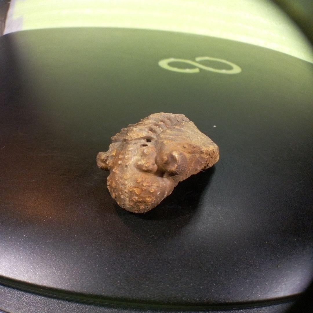 三葉虫　化石　fossil　ボリビア産　trilobite　三葉虫判別④