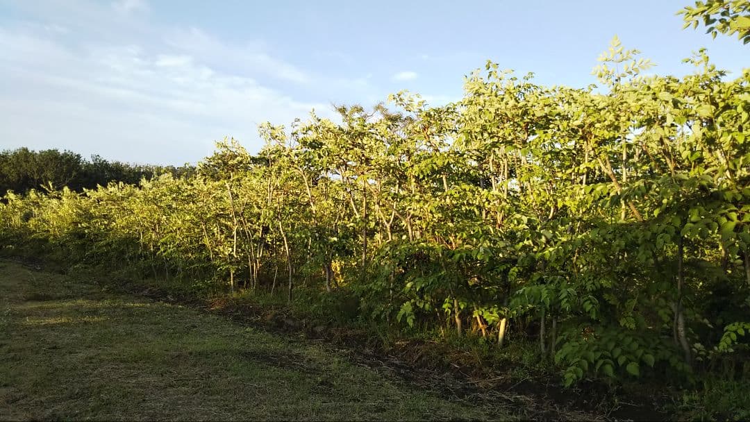 ⭐たらの芽 苗木⭐ ⭐20本⭐
