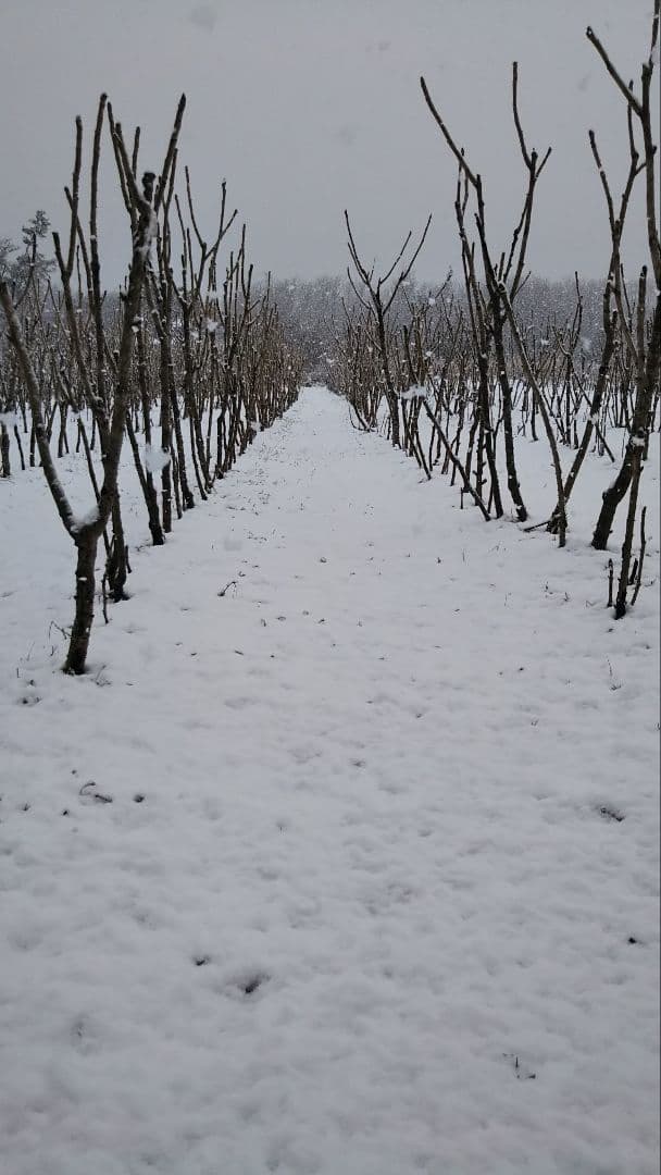 ⭐たらの芽 苗木⭐ ⭐20本⭐