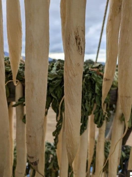 干し大根　訳あり　不揃い　箱込み約20kg