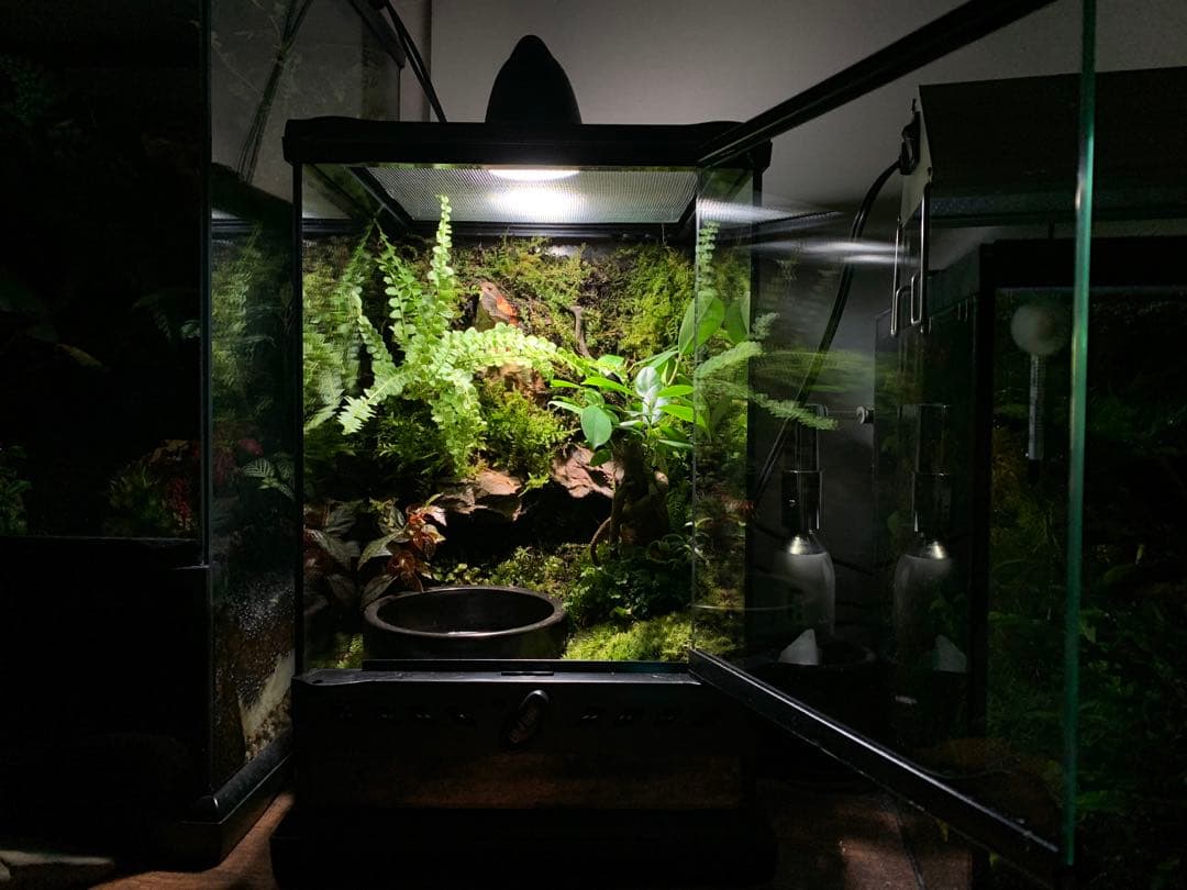 No.90 カエルリウム　イモリウム　テラリウム　苔テラリウム　苔アート