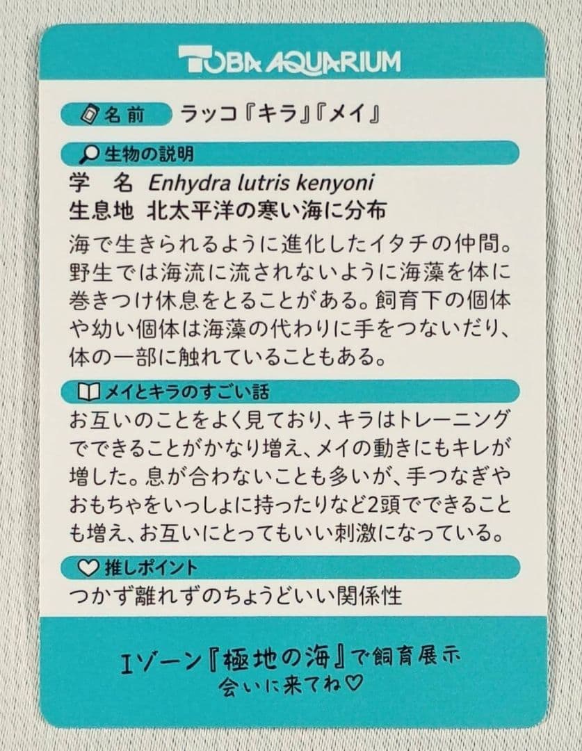 【匿名配送】鳥羽水族館　70周年記念　コレクションカード　レアカード　メイ　キラ
