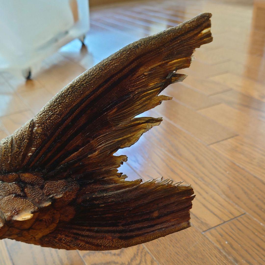 大ナマズ プテロドラス 大型剥製 はく製 レア 貴重 魚 アマゾン メガロドラス