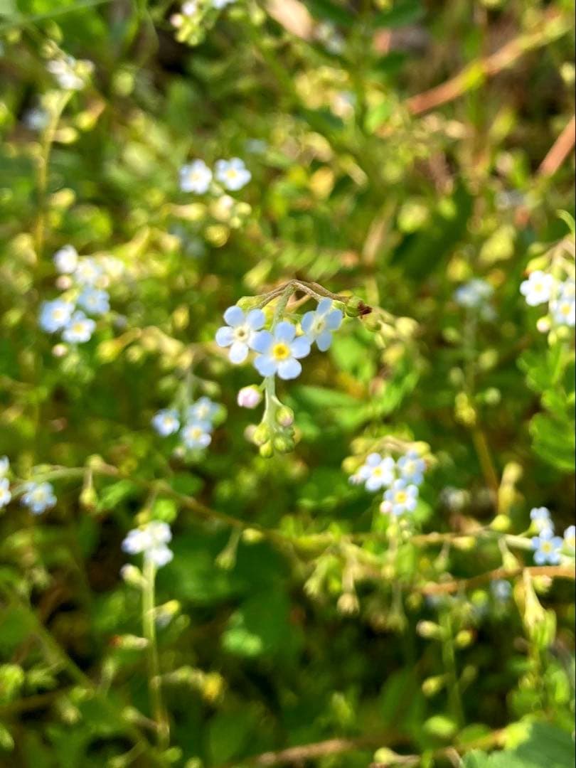 じゅん　ニホンミツバチ　生ハチミツ　1120g✖️2