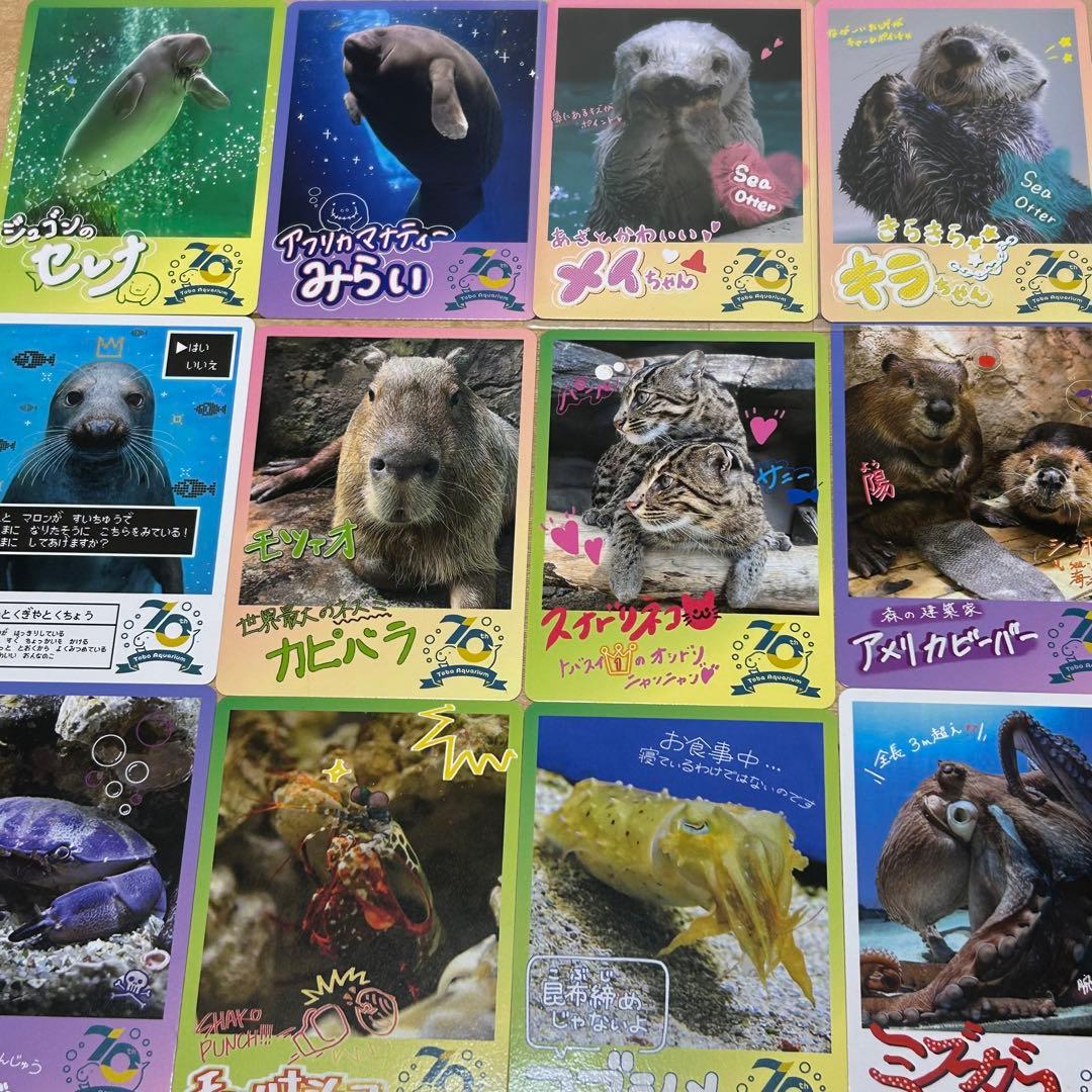 鳥羽水族館　コレカ　ノーマルカード コンプリート　70周年記念