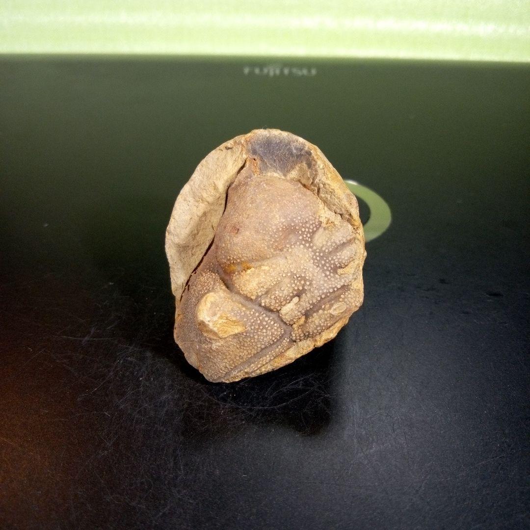 三葉虫　化石　fossil　ボリビア産　trilobite　ボリビア三葉虫郡③