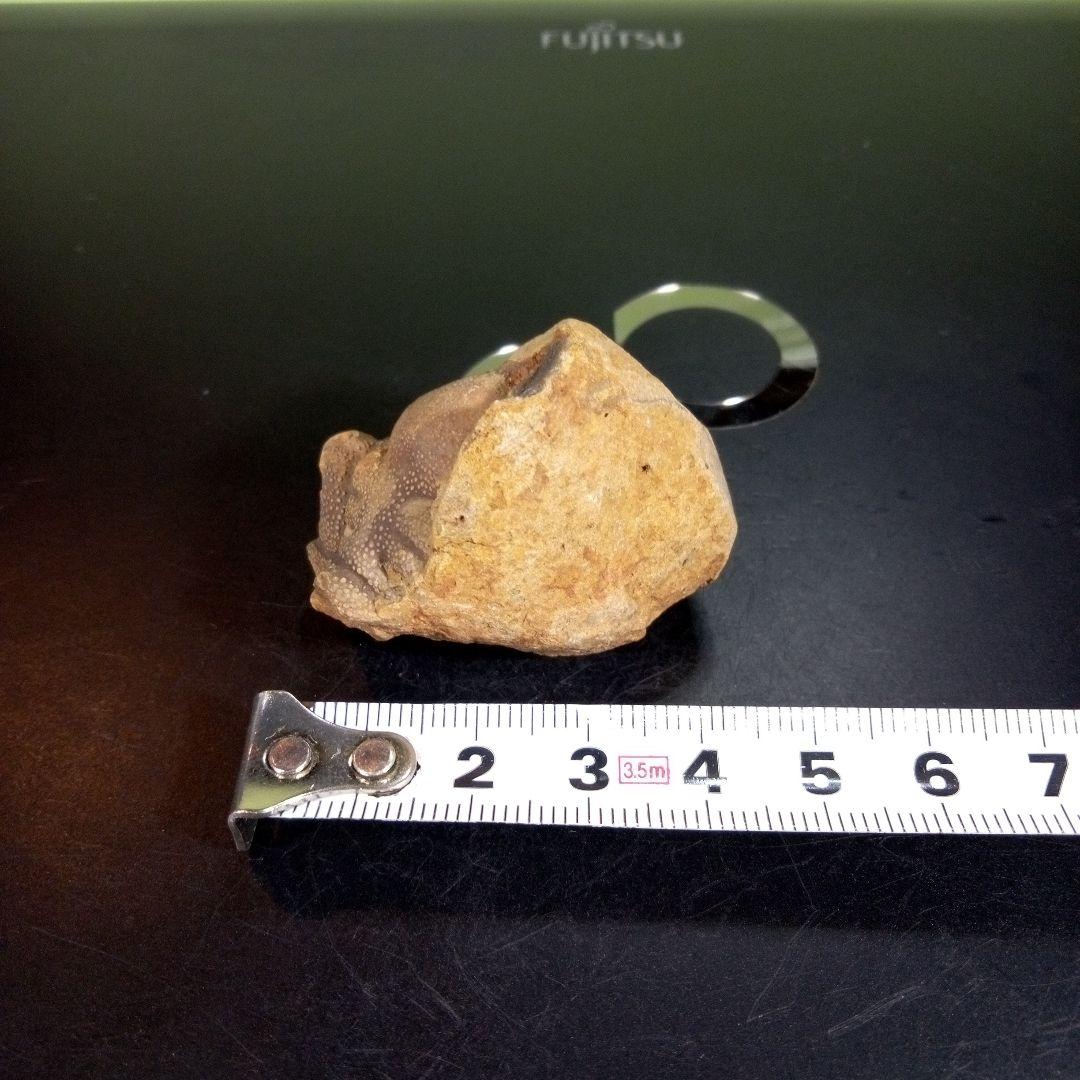 三葉虫　化石　fossil　ボリビア産　trilobite　ボリビア三葉虫郡③