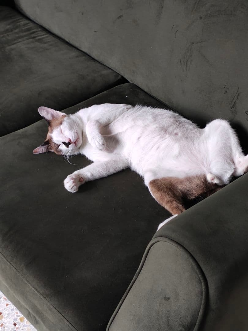 タイのお守りプラクルアン！女性の支配力と魅力がアップ！！藝術兼呪符！！