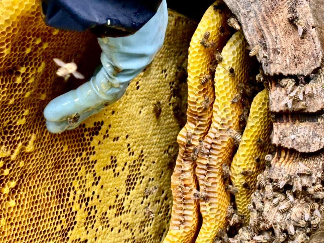 二ホンミツバチの非加熱・無農薬・無添加の天然蜂蜜