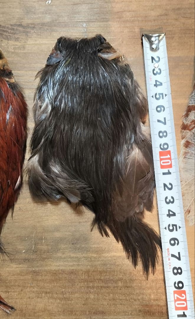 【フライタイイング】ハックル ケープ・クイル 5点まとめ売り